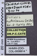 Etikette zu Ectinus nokozanus (NHMW-ZOO-COL-0008814)